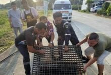 Autistic children rescued from storm drain in Chon Buri district