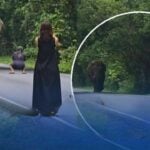 Trunk and disorderly! Reckless tourist fined for wild elephant selfie