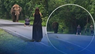 Trunk and disorderly! Reckless tourist fined for wild elephant selfie