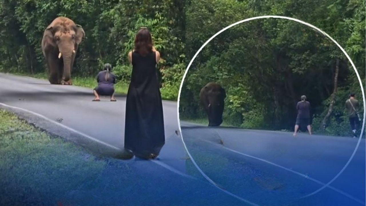 Trunk and disorderly! Reckless tourist fined for wild elephant selfie