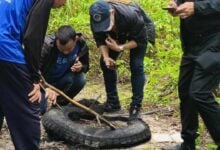 Police pursue leads in Trang oil palm plantation triple murder