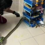 Ayutthaya couple finds python in third-floor bedroom