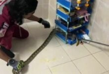 Ayutthaya couple finds python in third-floor bedroom