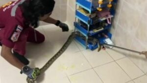 Ayutthaya couple finds python in third-floor bedroom