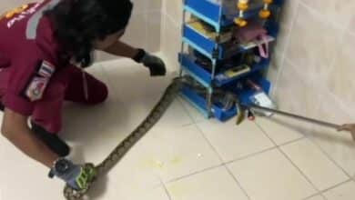 Ayutthaya couple finds python in third-floor bedroom