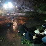 Strong wind topples tree onto motorcyclist in Chon Buri