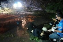 Strong wind topples tree onto motorcyclist in Chon Buri