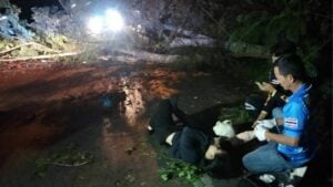 Strong wind topples tree onto motorcyclist in Chon Buri