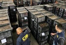 Vietnamese businessman caught smuggling avocados in Thailand
