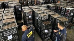 Vietnamese businessman caught smuggling avocados in Thailand