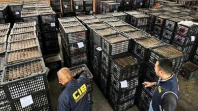Vietnamese businessman caught smuggling avocados in Thailand
