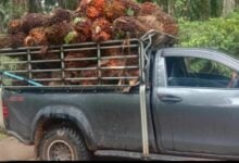 Chumphon residents protest illegal palm oil harvesting in protected forest