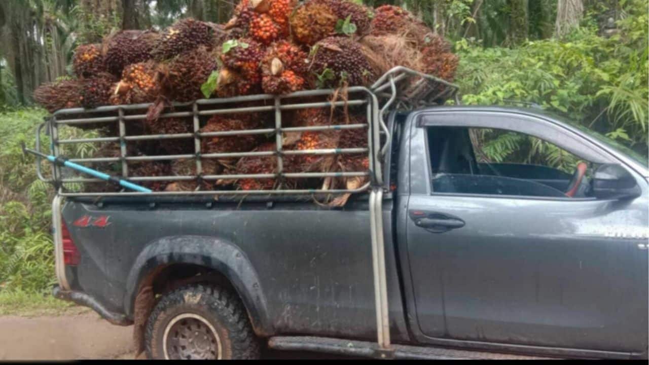 Chumphon residents protest illegal palm oil harvesting in protected forest