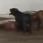 Chon Buri village in fear after pit bull attacks | Thaiger