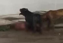 Chon Buri village in fear after pit bull attacks