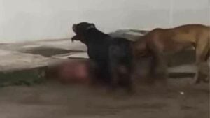 Chon Buri village in fear after pit bull attacks