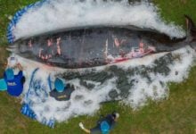 Cuvier’s beaked whale found dead on Thai beach had multiple health issues