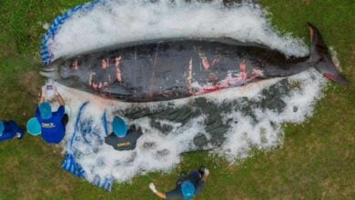 Cuvier’s beaked whale found dead on Thai beach had multiple health issues