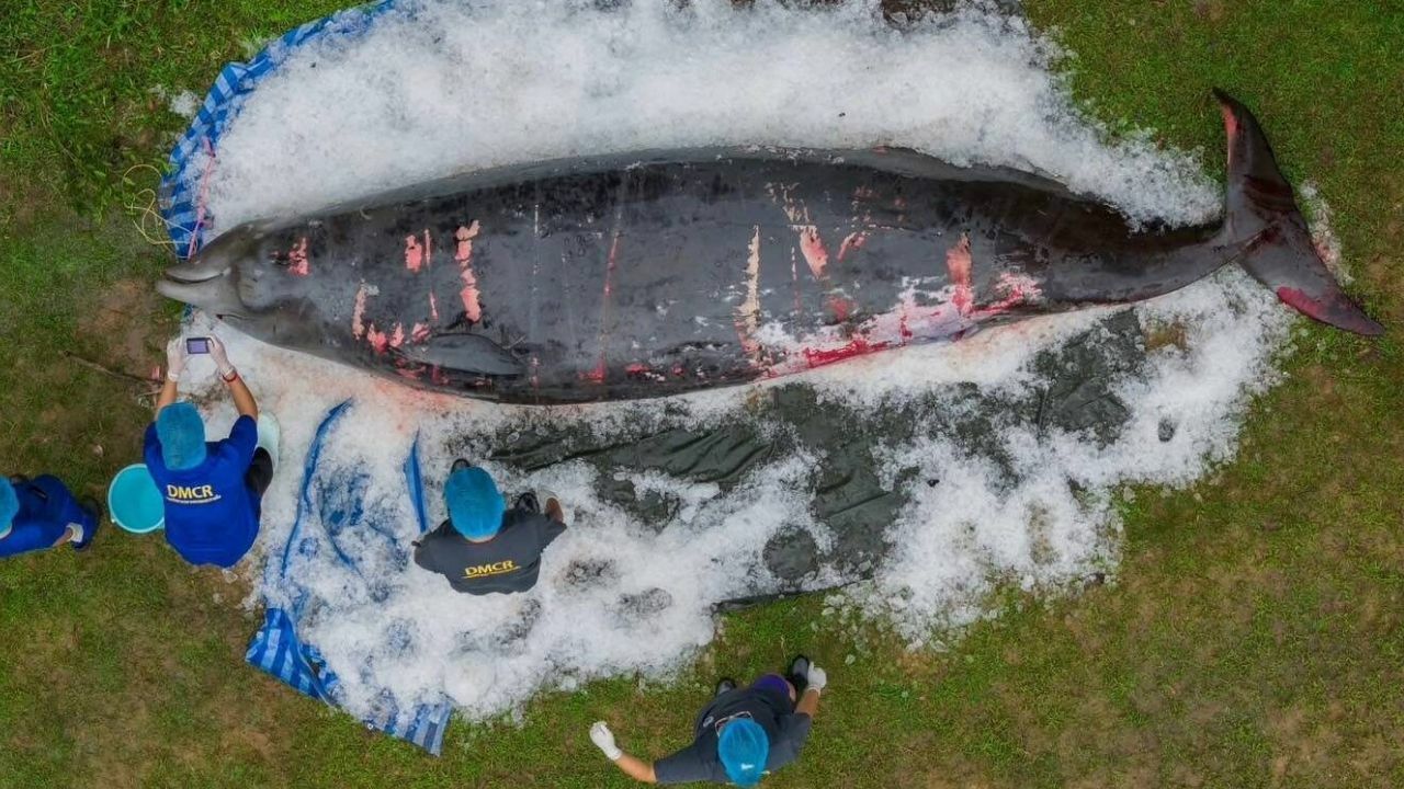 Cuvier’s beaked whale found dead on Thai beach had multiple health issues