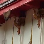 Bee attack at Nakhon Ratchasima temple injures over 30 people