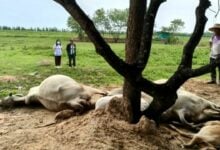 Lightning strike kills four cows in Nakhon Ratchasima storm