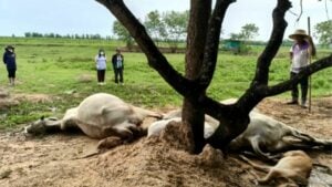 Lightning strike kills four cows in Nakhon Ratchasima storm