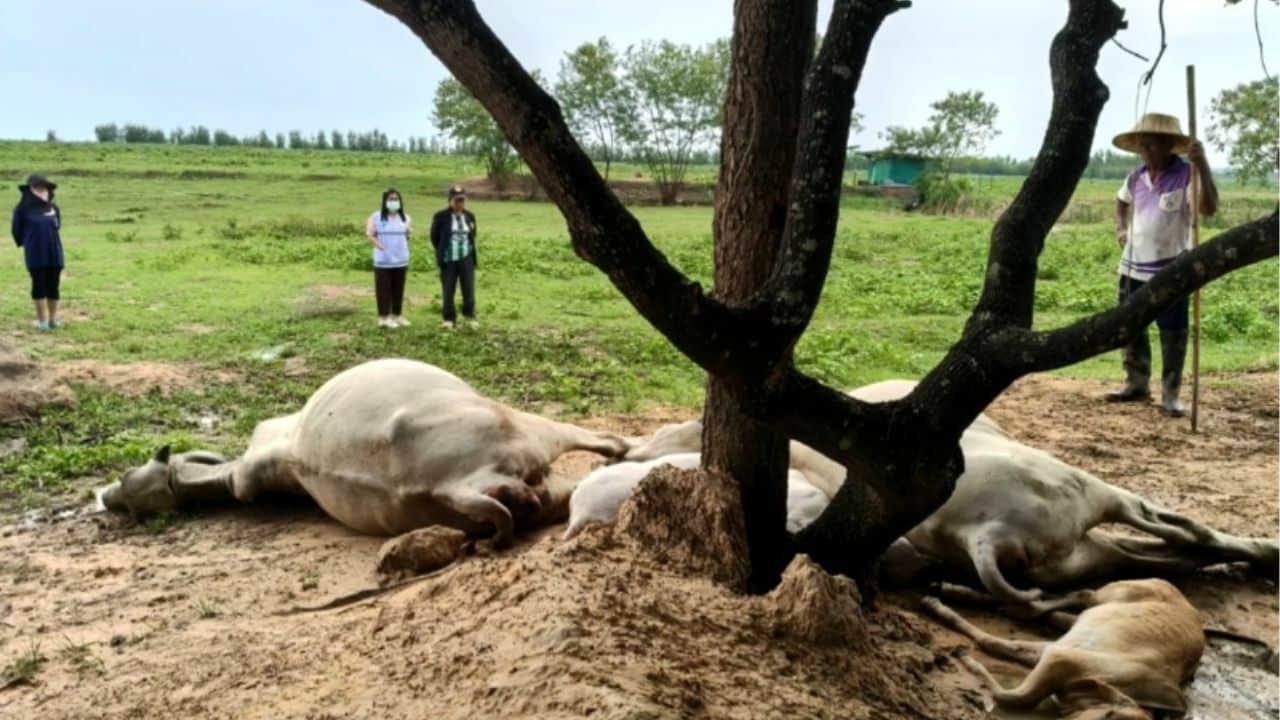 Lightning strike kills four cows in Nakhon Ratchasima storm