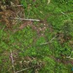 Wild elephants devastate orchard in Khao Khitchakut, losses hit 440,000 baht | Thaiger