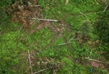 Wild elephants devastate orchard in Khao Khitchakut, losses hit 440,000 baht