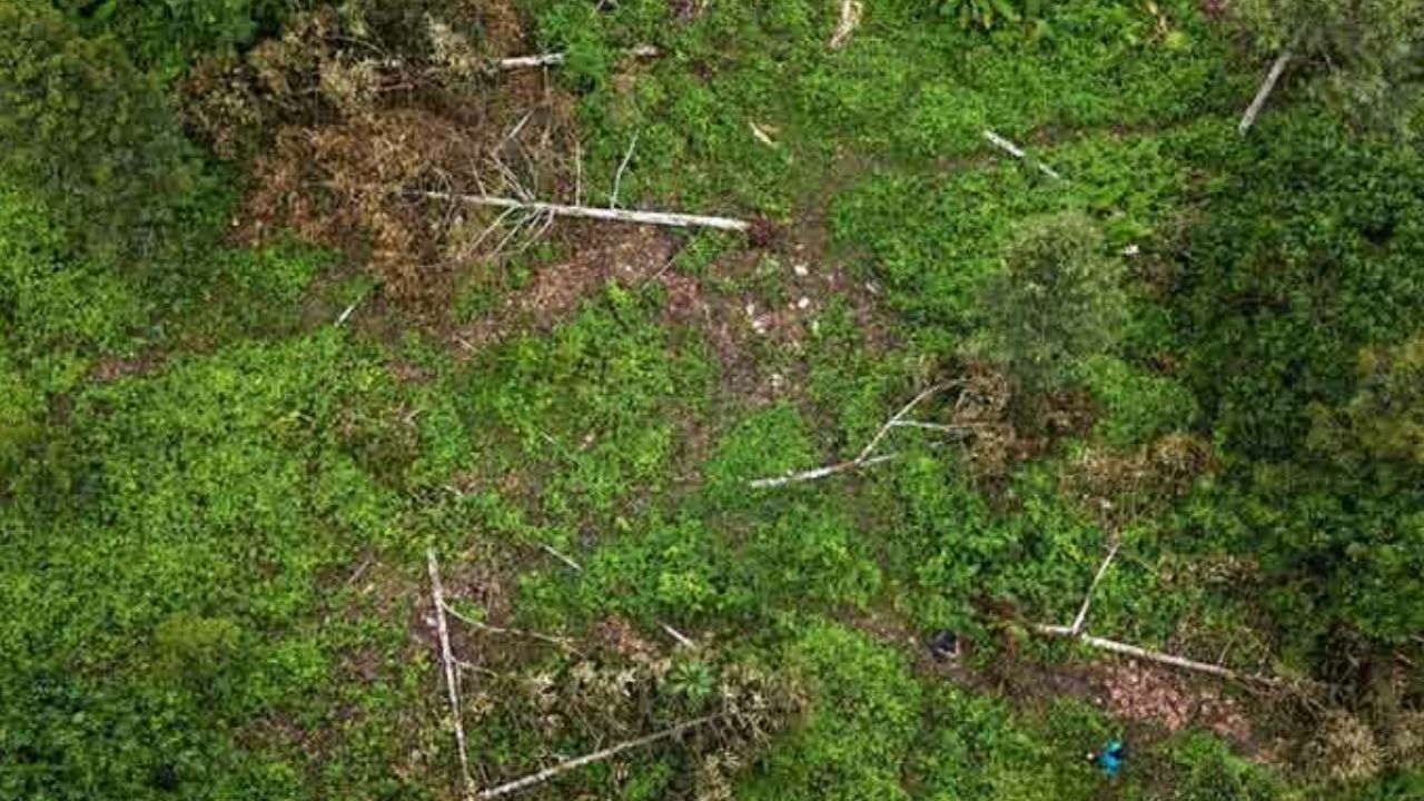 Wild elephants devastate orchard in Khao Khitchakut, losses hit 440,000 baht