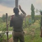 Man struck by lightning in Sakon Nakhon while tending cattle | Thaiger