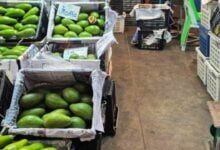 11 tonnes of smuggled avocados seized in Thailand’s Pathum Thani market