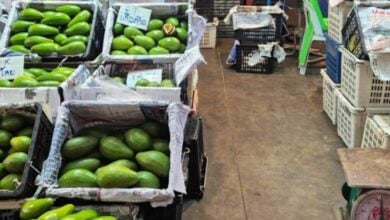 11 tonnes of smuggled avocados seized in Thailand’s Pathum Thani market