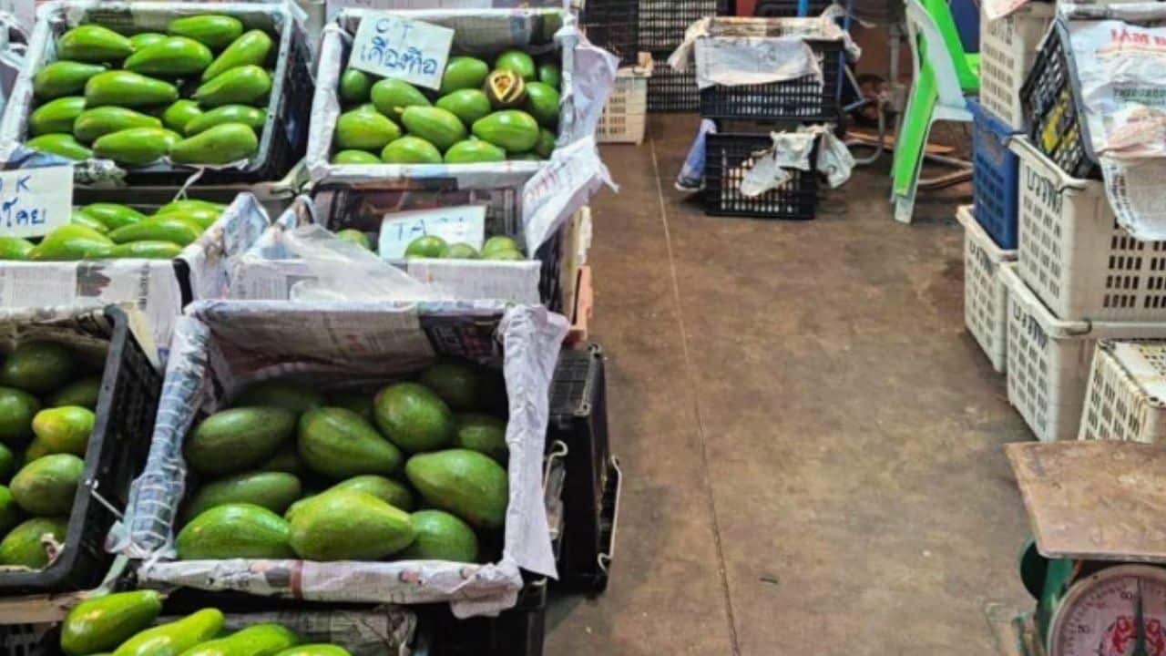 11 tonnes of smuggled avocados seized in Thailand’s Pathum Thani market