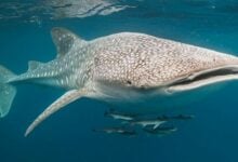 Rescue teams race to save trapped whale shark off Thai coast (video)