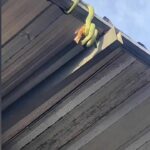 Phetchabun homeowner bets on car number after snake omen | Thaiger