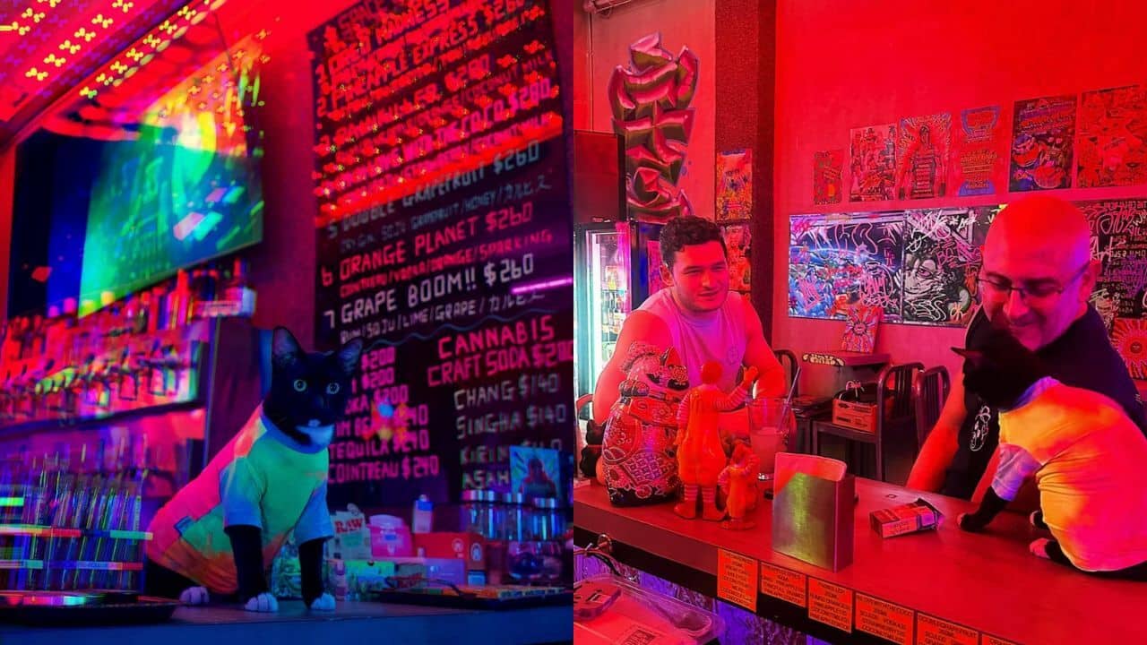 The cute cat waiting for customers at Spaceship Chinatown