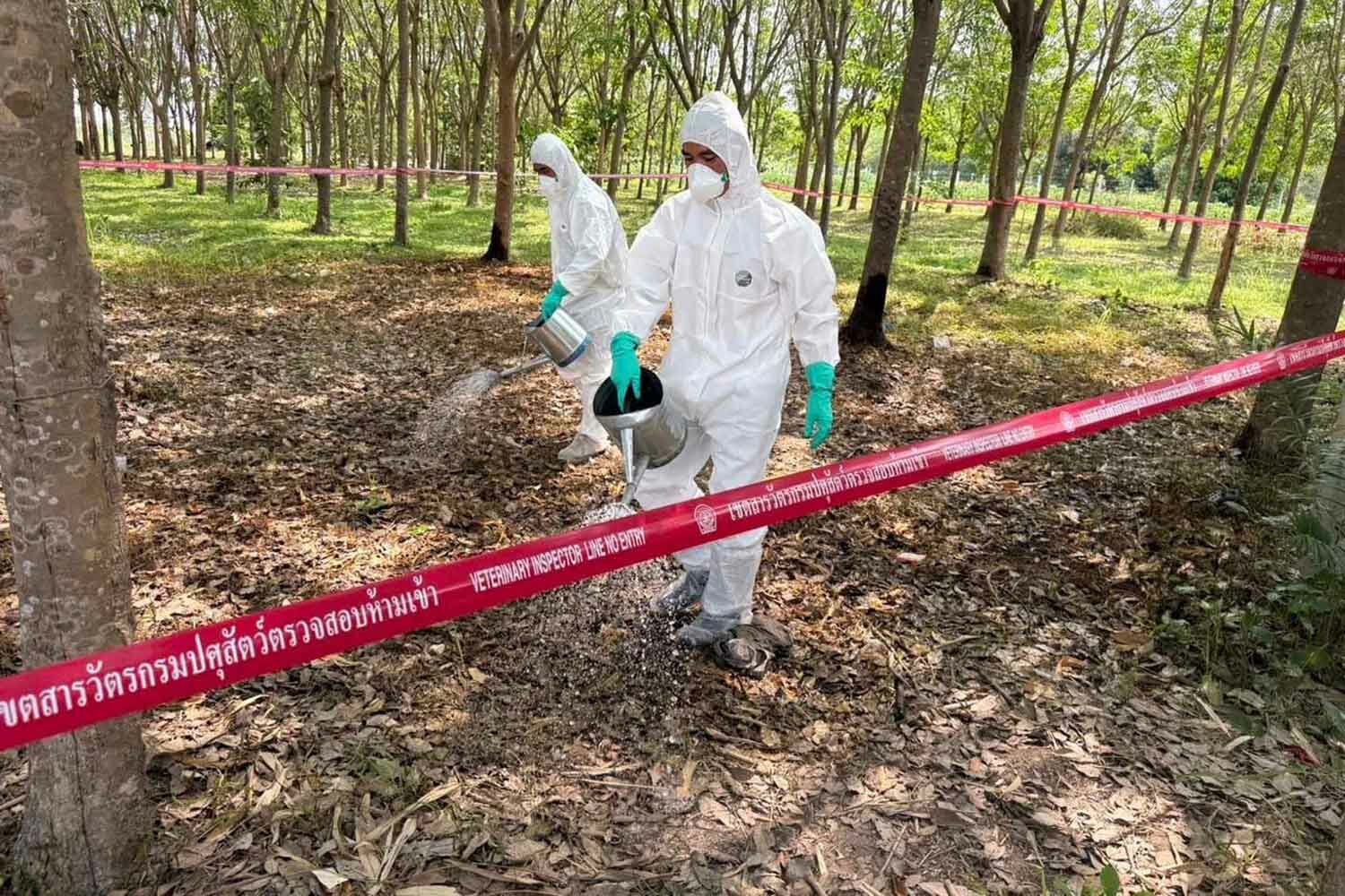 Cambodia, Laos ban Thai livestock over anthrax fears | News by Thaiger