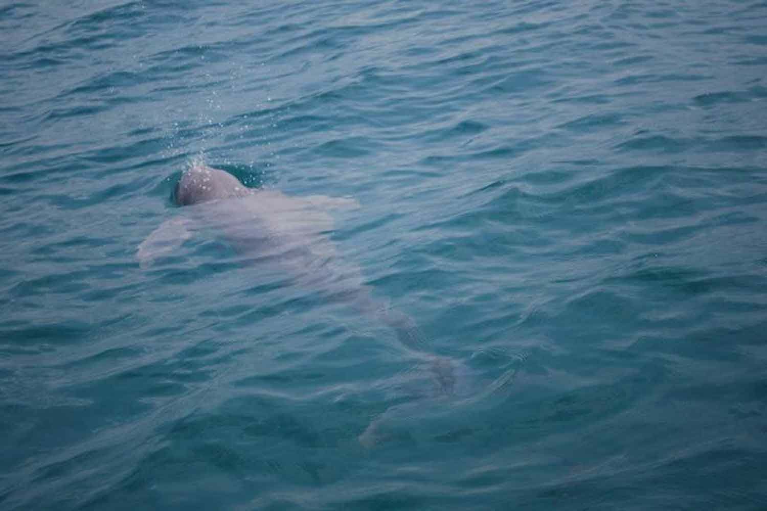 17 Irrawaddy dolphins left in Songkhla Lake amid extinction crisis | News by Thaiger