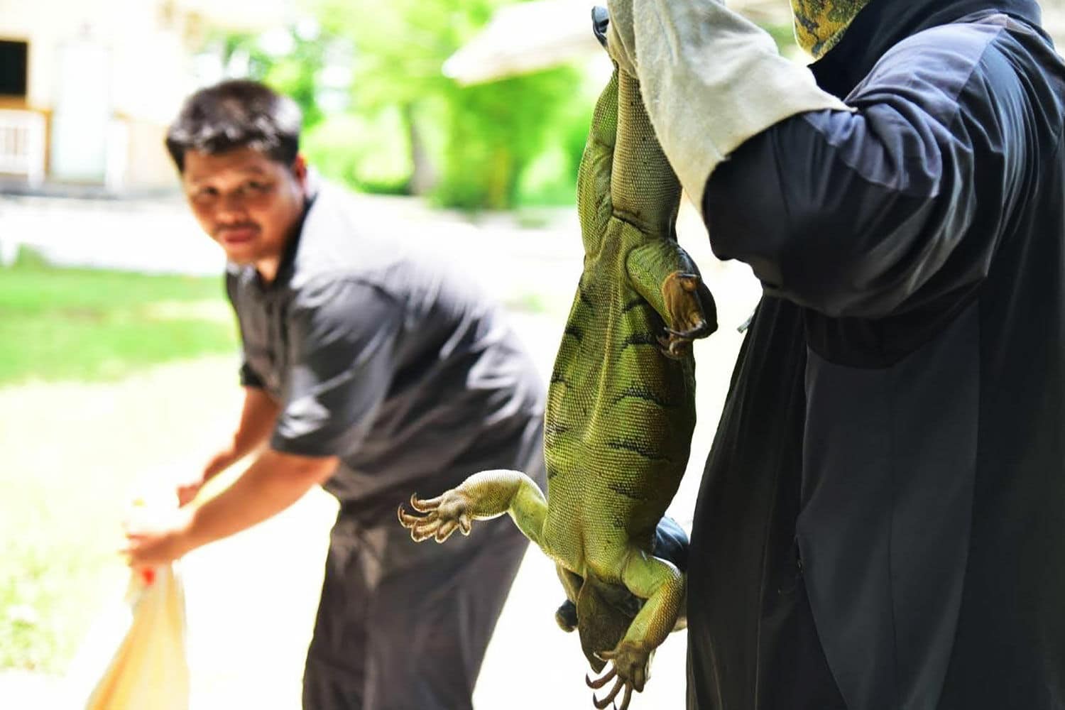 Officials capture 94 iguanas wreaking havoc on Thai crops | News by Thaiger