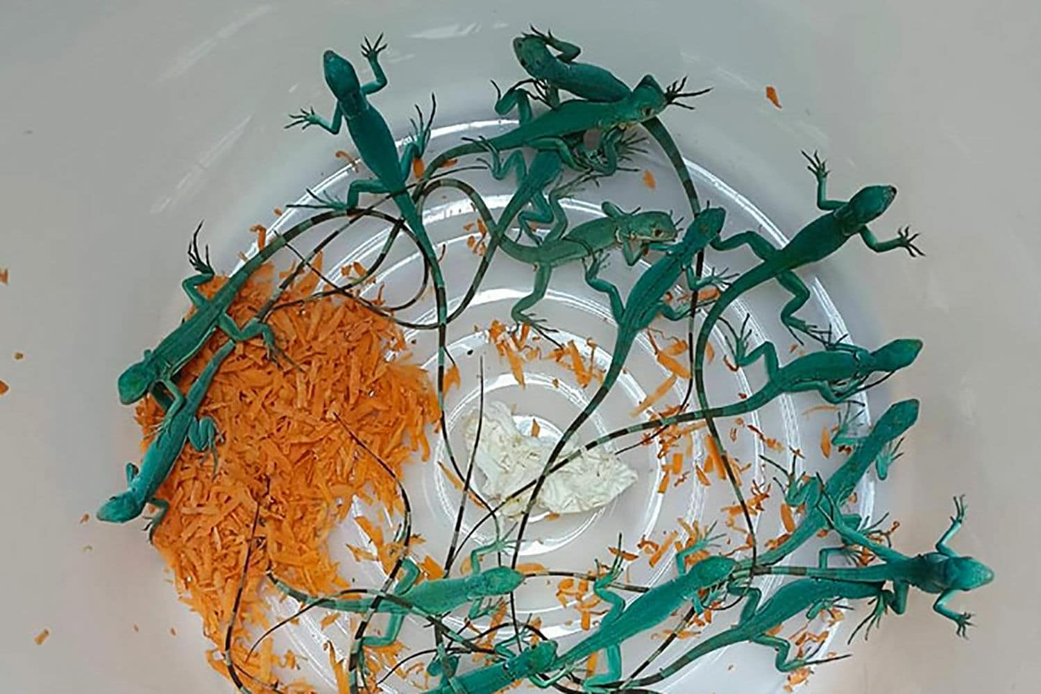 27 animals seized, 2 arrested in Bangkok airport wildlife sting | News by Thaiger