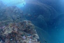 Urgent call for help to remove massive net from coral reef