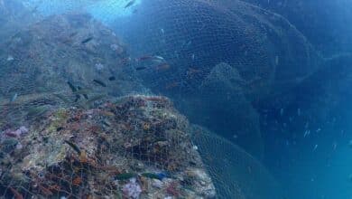 Urgent call for help to remove massive net from coral reef