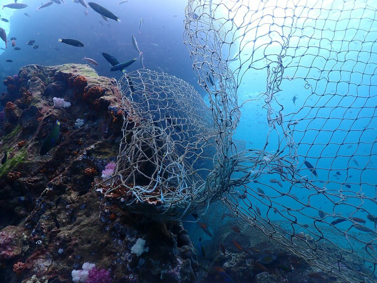 Urgent call for help to remove massive net from coral reef | News by Thaiger