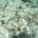 Thailand launches first leopard shark rewilding project in Phuket