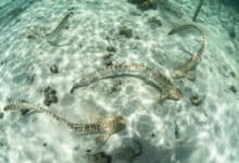 Thailand launches first leopard shark rewilding project in Phuket