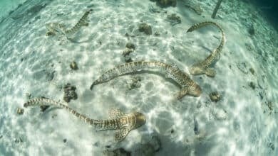 Thailand launches first leopard shark rewilding project in Phuket