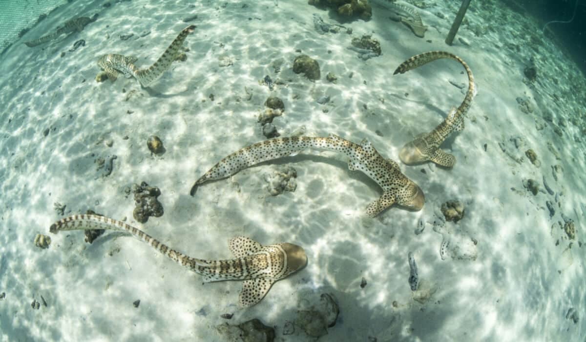 Thailand launches first leopard shark rewilding project in Phuket