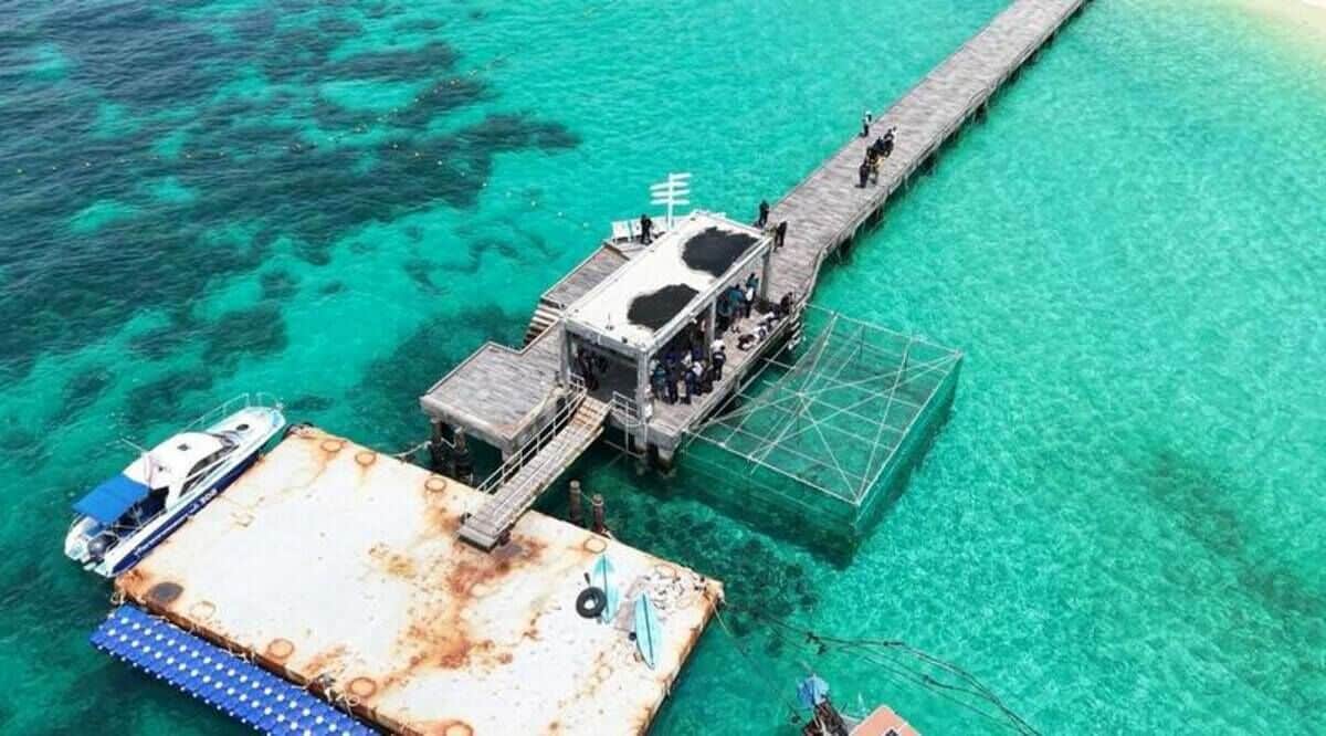Thailand launches first leopard shark rewilding project in Phuket | News by Thaiger