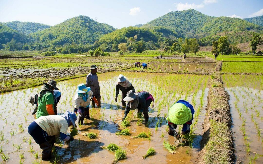Thailand eyes 100,000-tonne rice boom at global convention | News by Thaiger